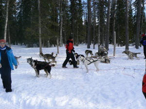 Winterexperience Lapland