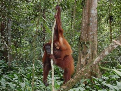 Maleisisch Borneo – Sabah